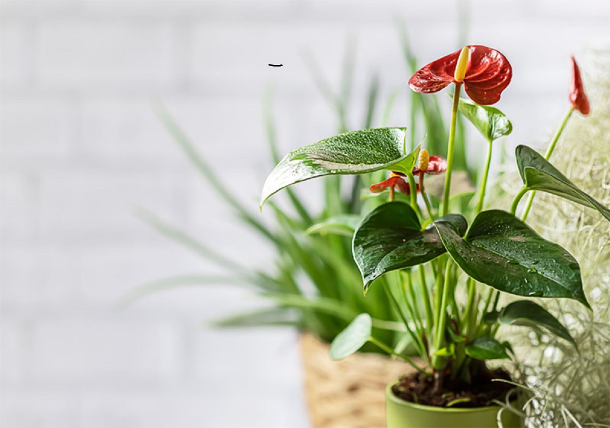 Plantas que ayudarán a purificar el aire de tu hogar 6