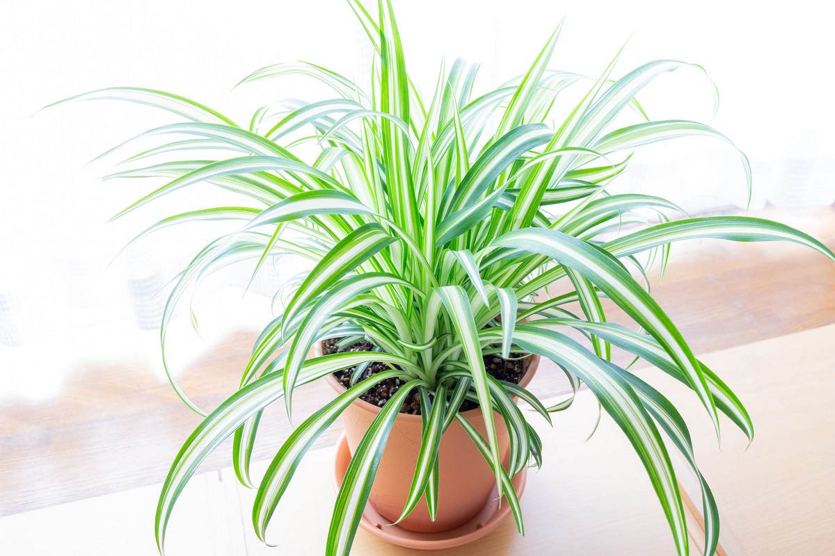 Plantas que ayudarán a purificar el aire de tu hogar 5