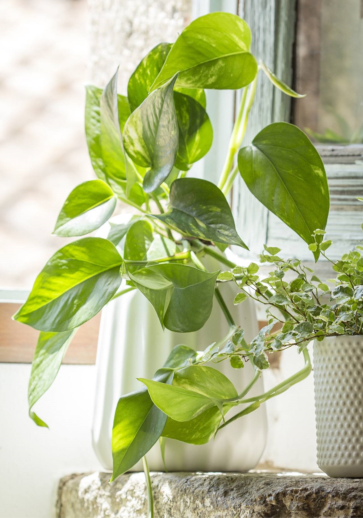 Plantas que ayudarán a purificar el aire de tu hogar 2