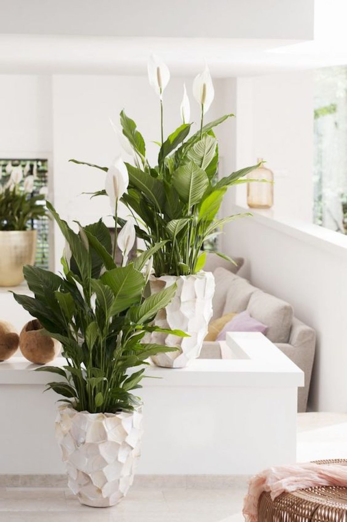 Plantas que ayudarán a purificar el aire de tu hogar 3